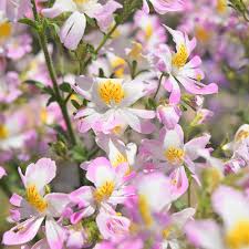 Image result for Schizanthus