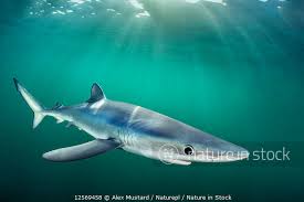 Image result for Prionace glauca