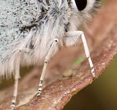 Attēlu rezultāti vaicājumam “Plebejus argus female”
