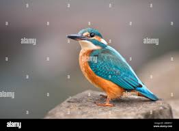 Attēlu rezultāti vaicājumam “Alcedo atthis”