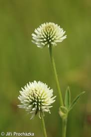 Attēlu rezultāti vaicājumam “Trifolium montanum fruit”