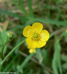 Attēlu rezultāti vaicājumam “Ranunculus flammula fruit”