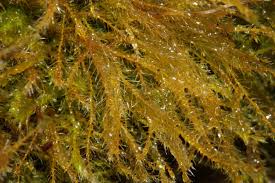 Attēlu rezultāti vaicājumam “Amblystegium serpens”