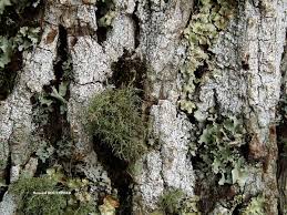 Attēlu rezultāti vaicājumam “Pertusaria albescens”