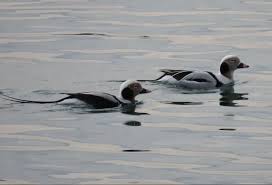 Attēlu rezultāti vaicājumam “Clangula hyemalis male”