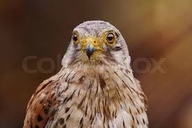 Attēlu rezultāti vaicājumam “Falco tinnunculus”