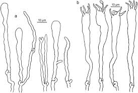 Attēlu rezultāti vaicājumam “Clavariadelphus ligula”
