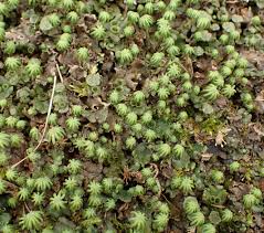 Attēlu rezultāti vaicājumam “Blasia pusilla sporophyte”