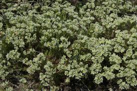 Attēlu rezultāti vaicājumam “Scleranthus perennis flower”