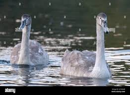 Attēlu rezultāti vaicājumam “Cygnus olor juvenile”