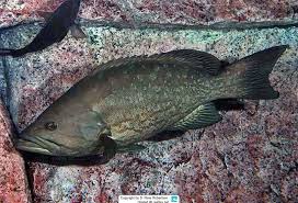 Image result for Mycteroperca olfax