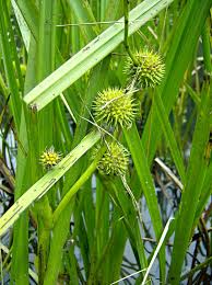 Attēlu rezultāti vaicājumam “Sparganiaceae”