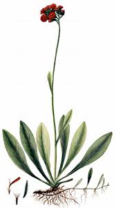 Attēlu rezultāti vaicājumam “Pilosella aurantiaca”