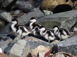 Attēlu rezultāti vaicājumam “Tadorna tadorna juvenile”