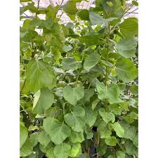 Attēlu rezultāti vaicājumam “Prunus armeniaca leaf”