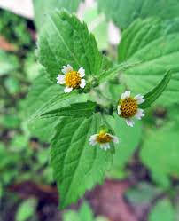 Attēlu rezultāti vaicājumam “Galinsoga quadriradiata flower”
