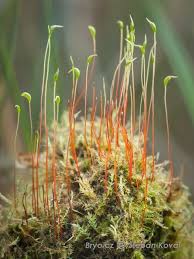 Attēlu rezultāti vaicājumam “Amblystegium serpens macro”