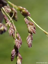 Attēlu rezultāti vaicājumam “Glyceria striata leaf”