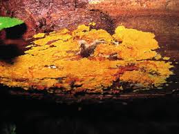 Attēlu rezultāti vaicājumam “Junghuhnia pseudozilingiana”