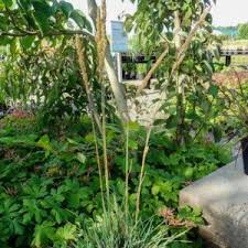 Attēlu rezultāti vaicājumam “Koeleria glauca leaf”