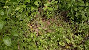 Attēlu rezultāti vaicājumam “Cardamine impatiens leaf”