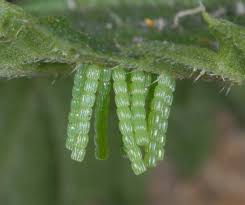 Attēlu rezultāti vaicājumam “Araschnia levana”