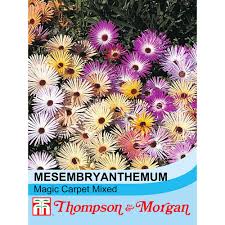Image result for Mesembryanthemum criniflorum