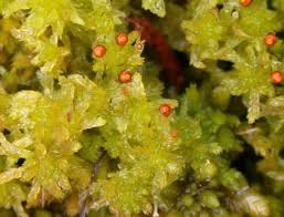 Attēlu rezultāti vaicājumam “Sphagnum tenellum”