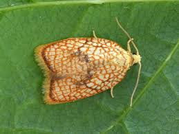 Attēlu rezultāti vaicājumam “Acleris forsskaleana”