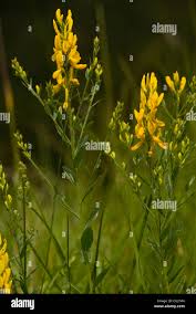 Image result for Genista tinctoria