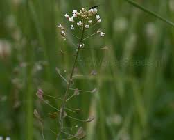 Attēlu rezultāti vaicājumam “Capsella bursa-pastoris”