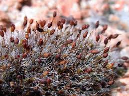 Attēlu rezultāti vaicājumam “Grimmia muehlenbeckii”