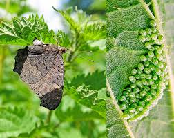 Attēlu rezultāti vaicājumam “Inachis io underside”