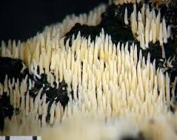 Attēlu rezultāti vaicājumam “Mucronella calva”