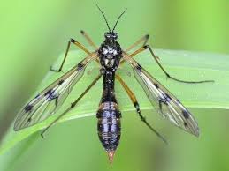 Attēlu rezultāti vaicājumam “Ptychoptera sp.”