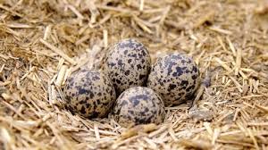 Attēlu rezultāti vaicājumam “Gallinago gallinago eggs”