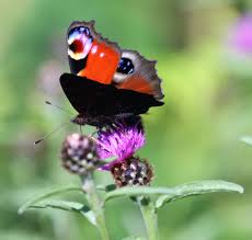 Attēlu rezultāti vaicājumam “Inachis io”