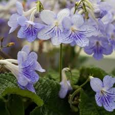 Image result for Streptocarpus
