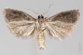 Attēlu rezultāti vaicājumam “Epiblema foenella”