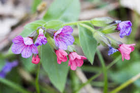 Image result for Lungenkraut