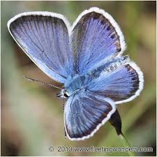 Attēlu rezultāti vaicājumam “Plebejus argus”