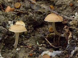 Attēlu rezultāti vaicājumam “Psathyrella pygmaea”