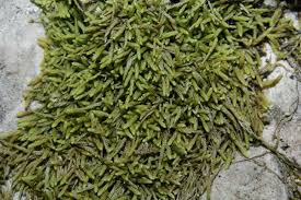 Attēlu rezultāti vaicājumam “Myurella julacea”