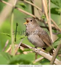 Image result for Luscinia luscinia