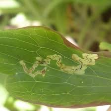 Attēlu rezultāti vaicājumam “Phytomyza minuscula”