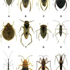 Attēlu rezultāti vaicājumam “Nepa cinerea”