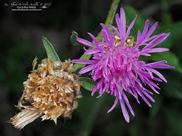 Attēlu rezultāti vaicājumam “Centaurea jacea leaf”