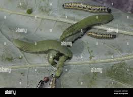 Attēlu rezultāti vaicājumam “Pieris rapae larva”