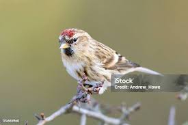 Attēlu rezultāti vaicājumam “Carduelis flammea male”