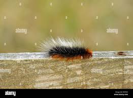 Attēlu rezultāti vaicājumam “Arctia caja larva”